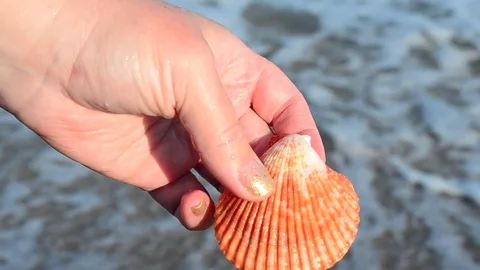 Sea cockleshell in a hand. Beach. Stock Footage 76783731