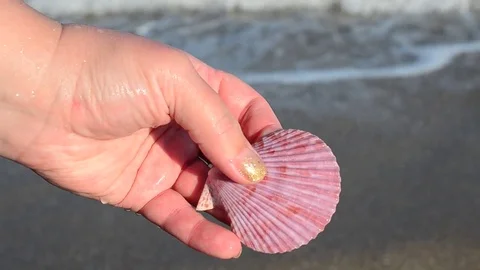 Sea cockleshell in a hand. Beach. Stock Footage 76783736