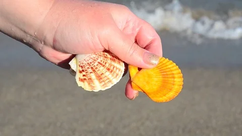 Sea cockleshell in a hand. Beach. Stock Footage 76783751