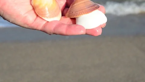 Sea cockleshell in a hand. Beach. Stock Footage 76783765