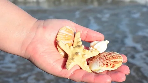 Sea cockleshell in a hand. Beach. Stock Footage 76783771