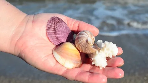 Sea cockleshell in a hand. Beach. Stock Footage 76783779