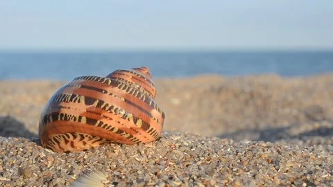 Sea cockleshells on the beach. Stock-Footage 76477549