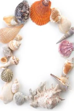 Sea cockleshells Stock Photos