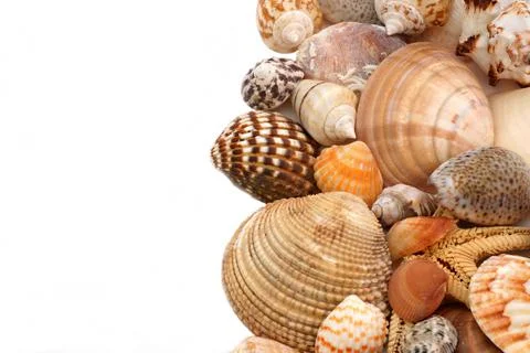 Sea cockleshells on a white background Stock Photos