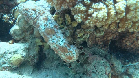 Sea cocumber Stock Footage 95478736