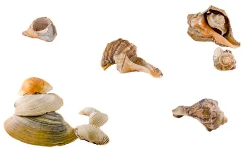 Sea colored shell, close up, isolated, white background. Stock Photos