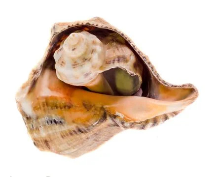 Sea colored shells, inside baby shell, close up, isolated, white background. Stock Photos