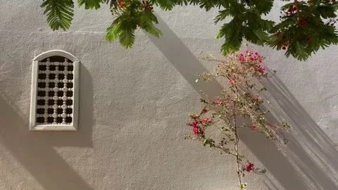 Sea composition flower window exotic Stock Footage 195533523