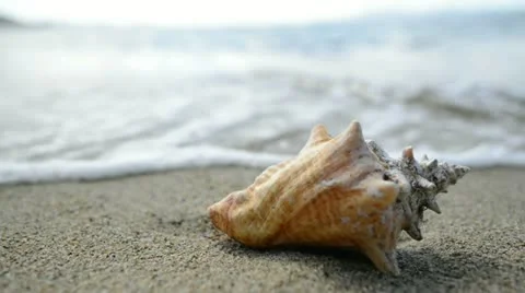 Sea conch shell on the beach in the Caribbean Stock Footage