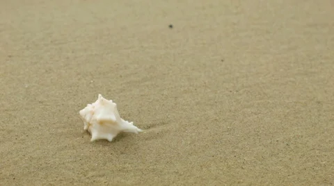 Sea Conch Shell On The Beach washed by wave Vidéo 44945529