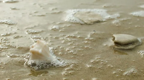 Sea Conch Shell On The Beach washed by wave Stock Footage 44991404