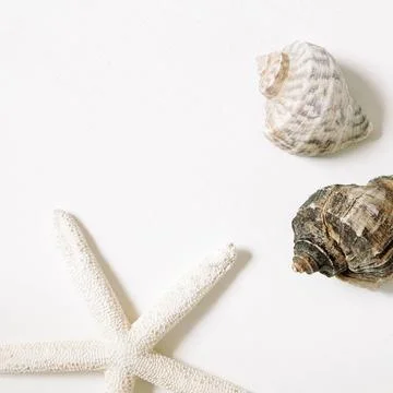 Sea conch shells and starfish Isolated on white background. flat lay sea c... Stockfoto's