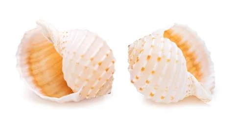 Sea conch shells in a row. 스톡 사진