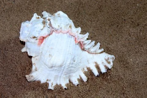 Sea conch shells with sand Stock Photos