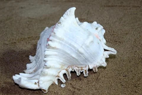 Sea conch shells with sand Stock Photos