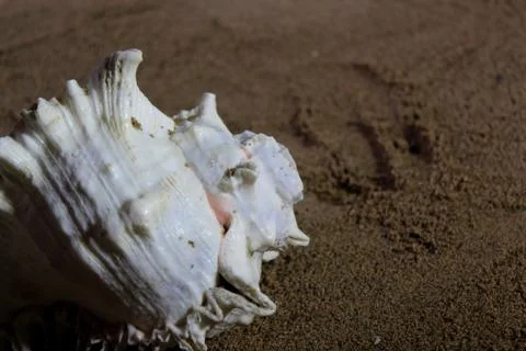 Sea conch shells with sand Stock Photos
