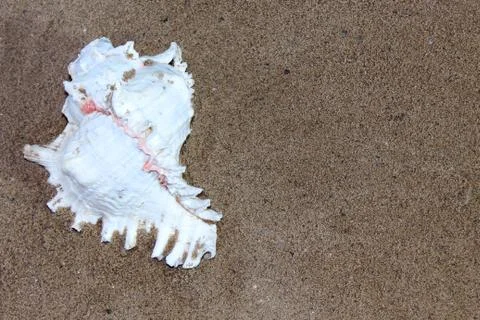 Sea conch shells with sand Stock Photos