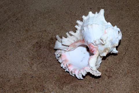 Sea conch shells with sand Stock Photos