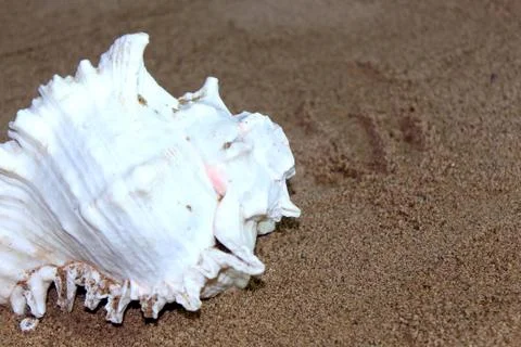 Sea conch shells with sand Stock Photos
