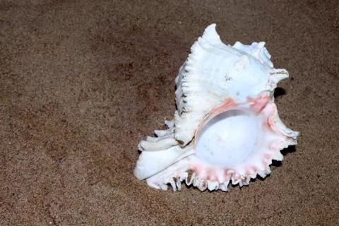 Sea conch shells with sand Stock Photos