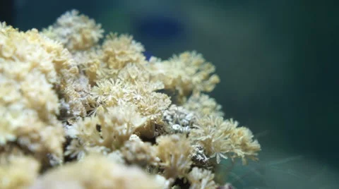 Sea corals at the bottom Stock Footage 66700439