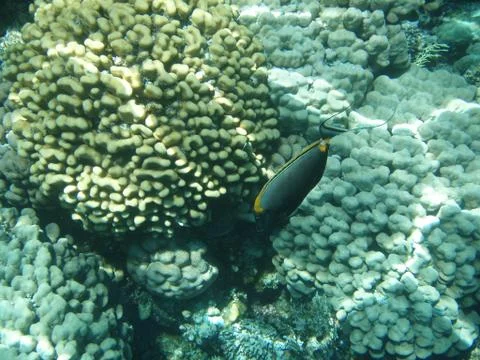 Sea corals 写真素材