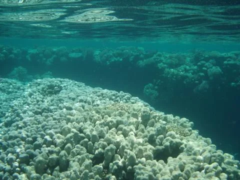 Sea corals Stock Photos