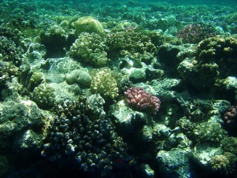 Sea corals 写真素材