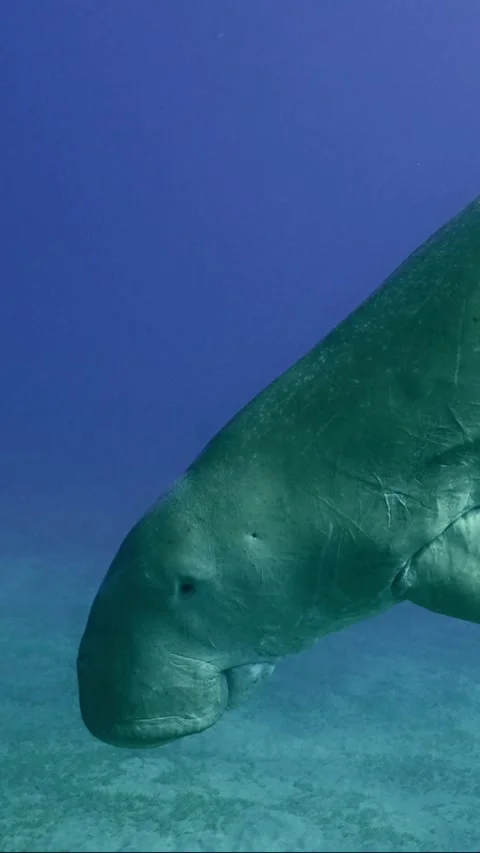 Sea Cow Dugong dives in blue water to seabed and eating green algae, Closeup Stock Footage
