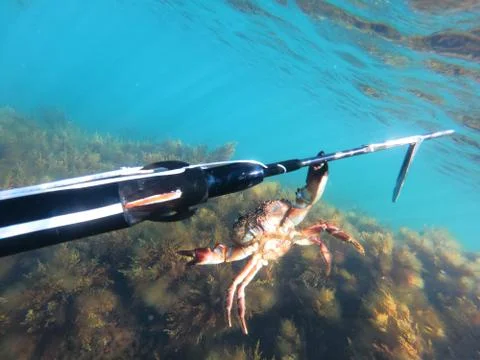 Sea crab caught on a spear underwater Stock Photos