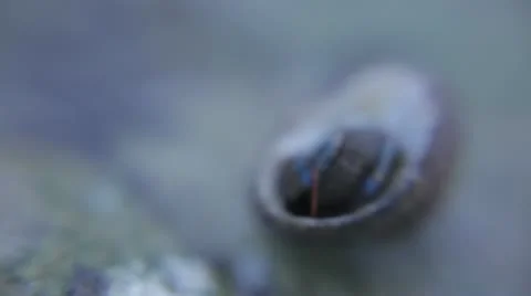 Sea Crab Close up 스톡 동영상 10722545