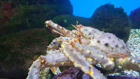 Sea crab crawls Stock Footage 88692019