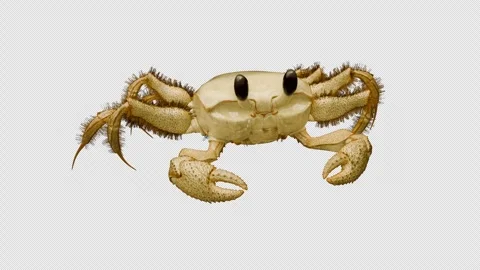 Sea Crab Element Stock-Footage 310491948
