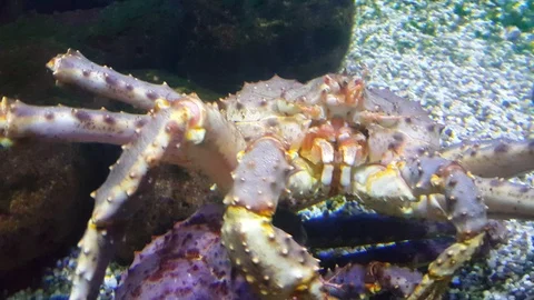 Sea crab Stock Footage 88691692