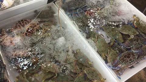 Sea crab Video stock 96995443