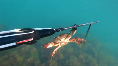 Spear Fishing Stock Video Footage