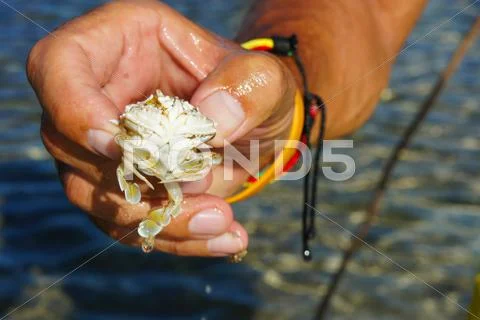 Sea Crab On The Human Hand. Friendship Crab And Humans.