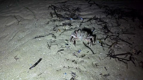 The sea crab returns to the darkness Stock Footage 280072037