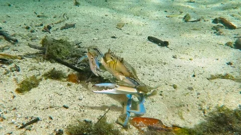 Sea crab running on the bottom Stock Footage 90347644