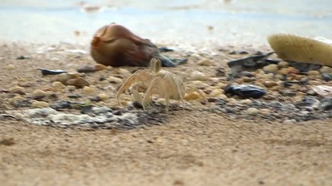 Sea crab sand Stock Footage 72503846