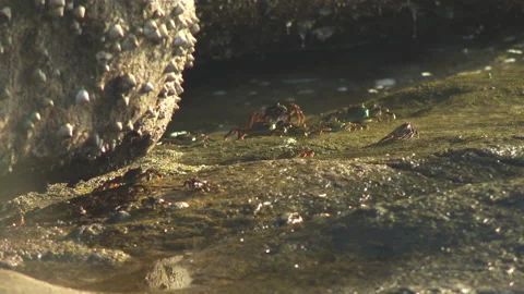 Sea Crabs #2 Stock Footage 155719696