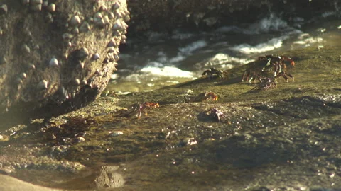 Sea Crabs Stock Footage 155719722