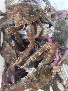 Sea crabs Stock Photos