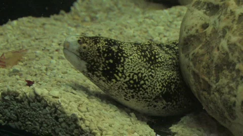 Sea creature 'breathing' Video stock 137988