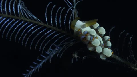 Sea creature Stock Footage 242656013