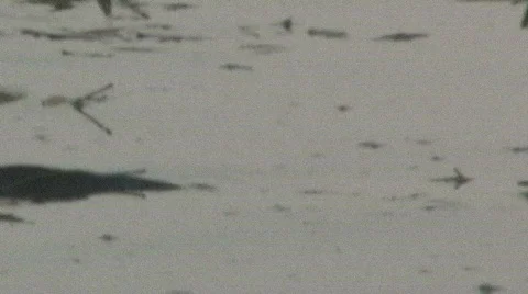 Sea Creature Footage Vidéo 281774