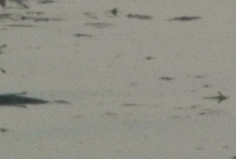 Sea Creature Footage Stock-Footage 285192