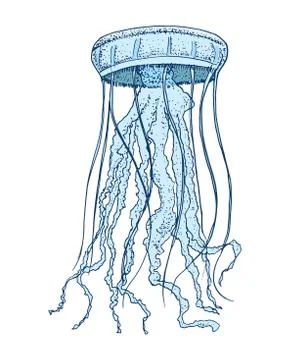 Sea creature jellyfish. shellfish or mollusk or clam. engraved hand drawn in old Stock Illustration