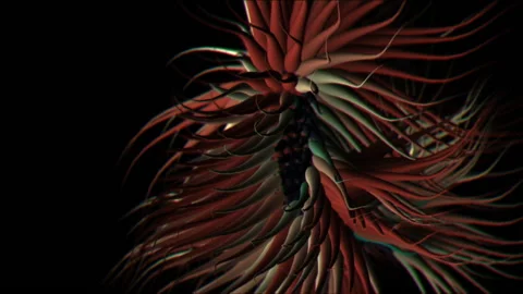 Sea Creatures 14 Stock Footage 145267328